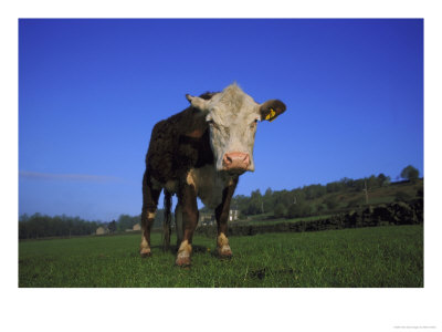 Hereford by Mark Hamblin Pricing Limited Edition Print image