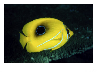 Bennetts Butterflyfish, Indonesia by David B. Fleetham Pricing Limited Edition Print image