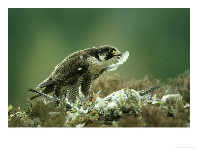 Peregrine Falcon, Adult Plucking Pigeon, Scotland by Mark Hamblin Pricing Limited Edition Print image