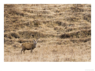 Highland Red Deer, Standing Against Bands Of Grass, Scotland, Uk by Elliott Neep Pricing Limited Edition Print image