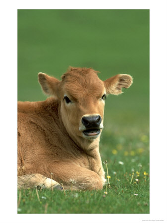 Young Calf, Portrait Lying In Grassy Meadow Covadonga N.P. Spain by Mark Hamblin Pricing Limited Edition Print image