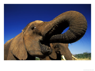 Elephants, Drinking, Near Victoria Falls, Zimbabwe by Roger De La Harpe Pricing Limited Edition Print image