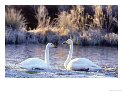 Whooper Swan Pair On Edge Of Frosty Pool, Uk by Mark Hamblin Pricing Limited Edition Print image