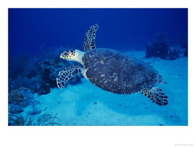 Hawksbill Turtle, Swimming Grand Caicos, Caribbean by Gerard Soury Pricing Limited Edition Print image