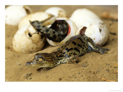 Nile Crocodile, Hatchling, St. Lucia, South Africa by Roger De La Harpe Pricing Limited Edition Print image