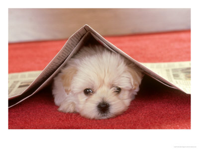 Lhasa Apso Puppy, Playing Under Newspaper by Alan And Sandy Carey Pricing Limited Edition Print image
