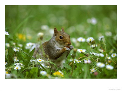 Grey Squirrel by Mark Hamblin Pricing Limited Edition Print image