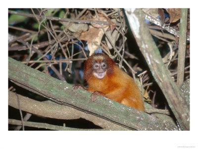 Golden Lion Tamarin, Free-Living Infant, Atlantic Rainforest, Brazil by Mark Jones Pricing Limited Edition Print image