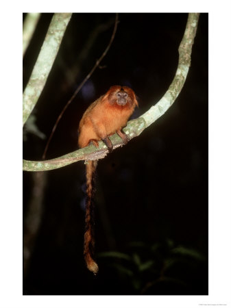 Golden Lion Tamarin, Poco Das Antas Reserve, Brazil by Mark Jones Pricing Limited Edition Print image