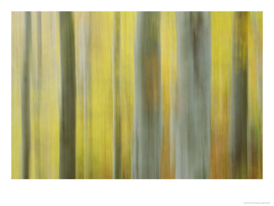 Common Beech, Impression Of Woodlands, Scotland by Mark Hamblin Pricing Limited Edition Print image