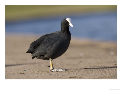 Common Coot, Standing On Path And Grass Verge, St. Albans, Uk by Elliott Neep Pricing Limited Edition Print image