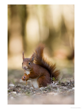 Red Squirrel, Sat On Ground In Leaf Litter, Lancashire, Uk by Elliott Neep Pricing Limited Edition Print image