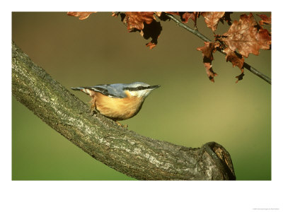 Nuthatch, Sitta Europaea Perched On Log In Autumn Uk by Mark Hamblin Pricing Limited Edition Print image
