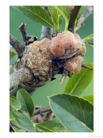 Woody Swellings On Pyracantha Caused By Woolly Aphid, Infestation by Geoff Kidd Pricing Limited Edition Print image