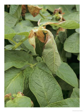 Scorching Of Potato Plant Grown Under Plastic With Secondary Fungal Infection by Geoff Kidd Pricing Limited Edition Print image