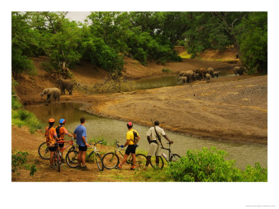 Guests On Mountain Biking Trip Watching Elephants, Mashatu Game Reserve, Botswana by Roger De La Harpe Pricing Limited Edition Print image