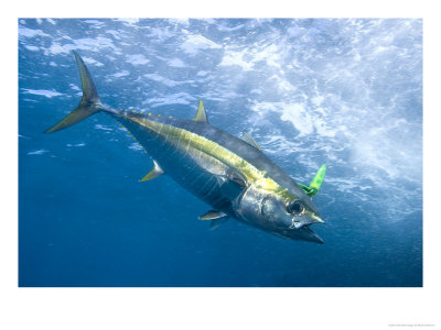 Yellowfin Tuna, Hooked During Sport Fishing, Thetis Bank, Baja California, Pacific Ocean by Richard Herrmann Pricing Limited Edition Print image