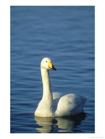 Whooper Swan, Cygnus Cygnus Adult On Water, Winter by Mark Hamblin Pricing Limited Edition Print image