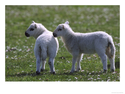 Young Lambs In Field Of Daisies, Scotland by Mark Hamblin Pricing Limited Edition Print image