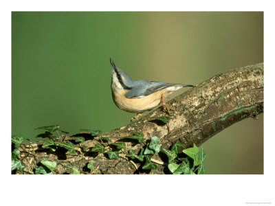 Nuthatch by Mark Hamblin Pricing Limited Edition Print image