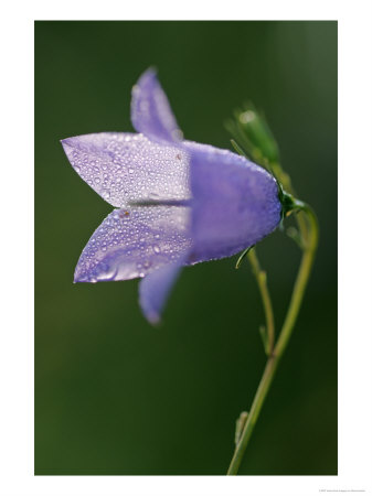 Harebell, Close Up Of Flower, Scotland by Mark Hamblin Pricing Limited Edition Print image