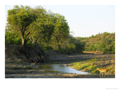 Majale River Scene With Impala, Northern Tuli Game Reserve, Botswana by Roger De La Harpe Pricing Limited Edition Print image