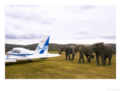 Elephants With African Ramble Aircraft, Eastern Cape, South Africa by Roger De La Harpe Pricing Limited Edition Print image