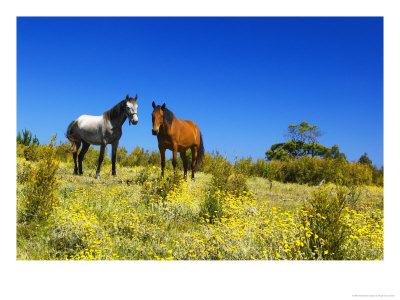 Horses In A Field Of Flowers, Near Wilderness, Western Cape, South Africa by Roger De La Harpe Pricing Limited Edition Print image
