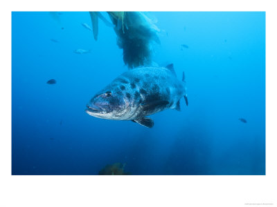 Giant Black Sea Bass, Catalina Island, Usa by Richard Herrmann Pricing Limited Edition Print image