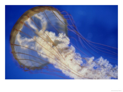 Sea Nettle, Monteray Aquarium, Usa by Mike Hill Pricing Limited Edition Print image
