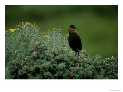 Rougets Rail, Single, Ethiopia by Patricio Robles Gil Pricing Limited Edition Print image