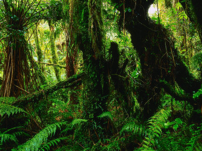 Rainforest Fox Glacier, New Zealand by Ross Barnett Pricing Limited Edition Print image