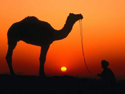Camel And Herder Silhouetted At Sunset, At Camel Fair, Pushkar, Rajasthan, India by Dallas Stribley Pricing Limited Edition Print image