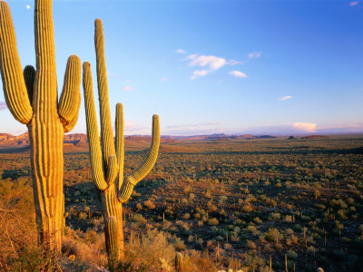 Saguaro Cactus (Carnegiea Gigantea) In Desert Superstition Mountains, Arizona, Usa by Rob Blakers Pricing Limited Edition Print image