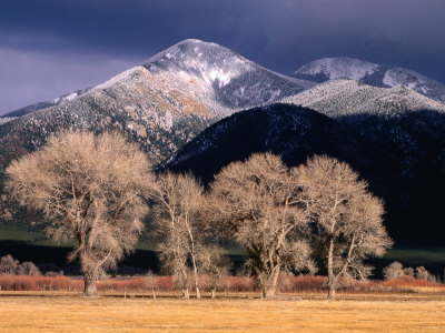 Cottonwoods And Mountaintops In Winter, Taos, New Mexico, Usa by Ralph Lee Hopkins Pricing Limited Edition Print image