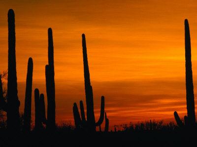 Sunset Over Cacti, Saguaro National Park, Usa by Brent Winebrenner Pricing Limited Edition Print image