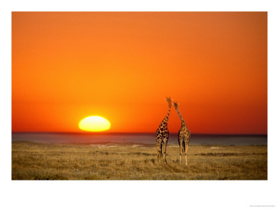 Giraffes Stretch Their Necks At Sunset, Ethosha National Park, Namibia by Janis Miglavs Pricing Limited Edition Print image