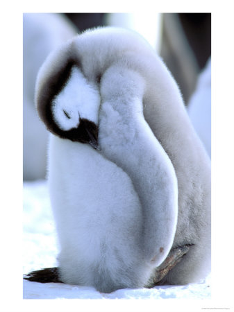 Emperor Penguins, Atka Bay, Weddell Sea, Antarctic Peninsula, Antarctica by Pete Oxford Pricing Limited Edition Print image