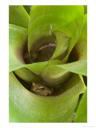 Tree Frog In Plant Water Pool, Phu Crading National Park, Thailand by Gavriel Jecan Pricing Limited Edition Print image