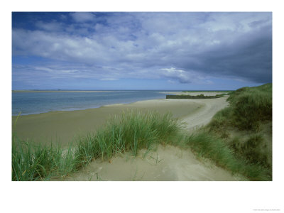 Marram Grass, Budle Bay Nature Reserve, Uk by Mark Hamblin Pricing Limited Edition Print image