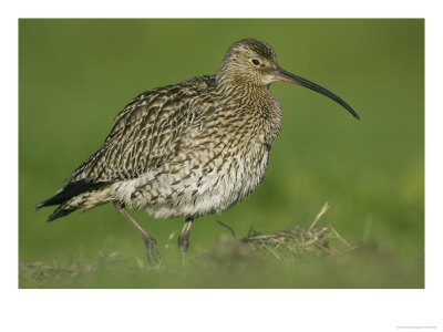 Curlew, Adult, Scotland by Mark Hamblin Pricing Limited Edition Print image