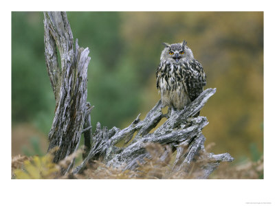 Eagle Owl, Adult On Branch, Scotland by Mark Hamblin Pricing Limited Edition Print image
