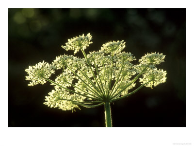 Cow Parsley, Anthriscus Sylvestris, Close-Up Of Flower Head, Yorks, Uk by Mark Hamblin Pricing Limited Edition Print image