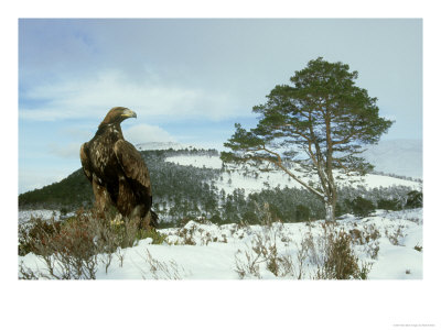 Golden Eagle, Aquila Chrysaetos On Rock In Winter Captive by Mark Hamblin Pricing Limited Edition Print image