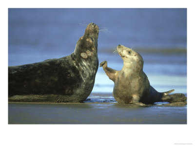 Grey Seal, Cow And Bull Interaction, Uk by Mark Hamblin Pricing Limited Edition Print image