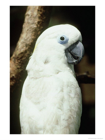 Blue-Eyed Cockatoo, Portrait, Papua New Guinea by Patricio Robles Gil Pricing Limited Edition Print image