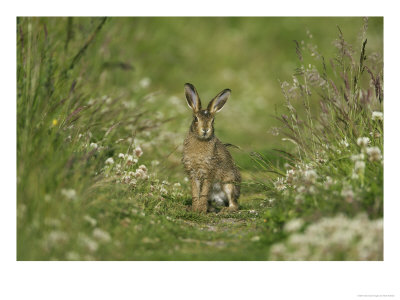 Brown Hare, Leveret, Scotland by Mark Hamblin Pricing Limited Edition Print image