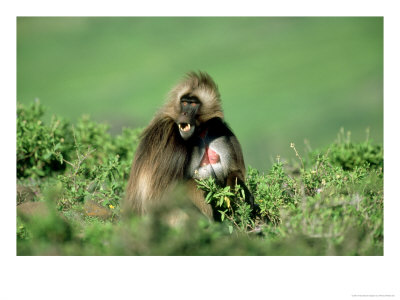 Gelada Baboon, Sitting, Ethiopia by Patricio Robles Gil Pricing Limited Edition Print image