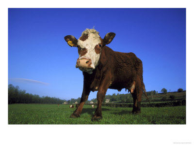 Hereford Cow, Low Angle View Of Cow Stoodin Field, Uk by Mark Hamblin Pricing Limited Edition Print image