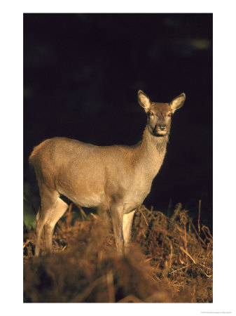 Red Deer, Hind Standing In Bracken, Autumn, Uk by Mark Hamblin Pricing Limited Edition Print image